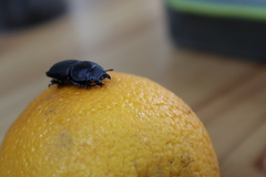 Apterodorcus bacchus