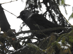 Corvus monedula