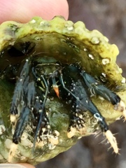 Clibanarius virescens