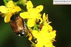 Popillia quadriguttata