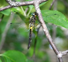 Somatochlora graeseri graeseri