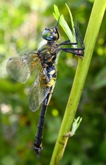 Somatochlora graeseri graeseri