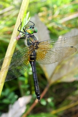 Somatochlora graeseri graeseri