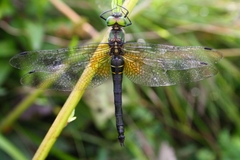 Somatochlora graeseri graeseri