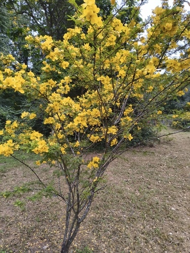 Senna polyphylla, photograph 6