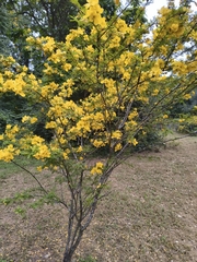 Senna polyphylla, photograph (c) Raja Sekhar Chimirala, some rights reserved (CC BY)
