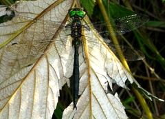 Somatochlora graeseri graeseri