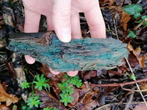 Žaliagrybis nuotrauka