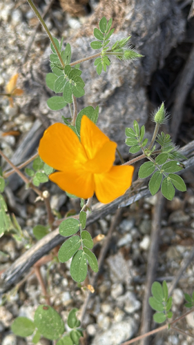 Baja California Caltrop (Kallstroemia peninsularis)