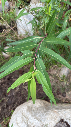 Bonpland Willow (Salix bonplandiana)