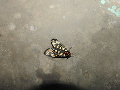 Aglaomorpha plagiata