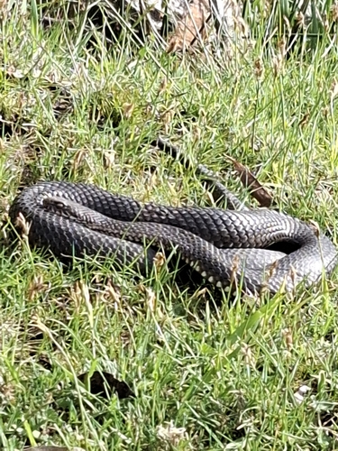 Highlands Copperhead sighting