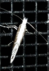 Epicephala australis