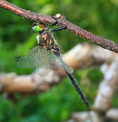 Somatochlora arctica