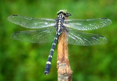Sieboldius albardae