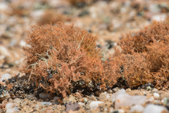 Teloschistes capensis