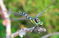Sieboldius albardae