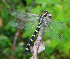 Sieboldius albardae