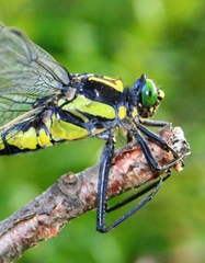 Sieboldius albardae