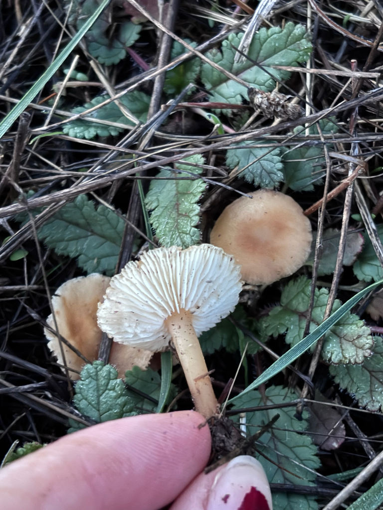 Gymnopus dryophilus · November 2025 · photo: © reago (iNaturalist, cc-by)