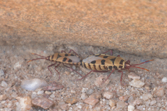 Probergrothius angolensis