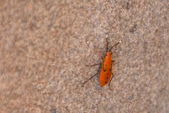 Probergrothius angolensis