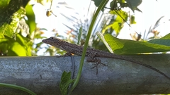 Anolis stratulus