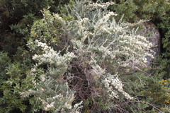 Ozothamnus secundiflorus