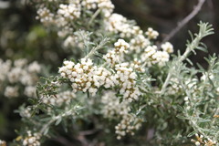 Ozothamnus secundiflorus