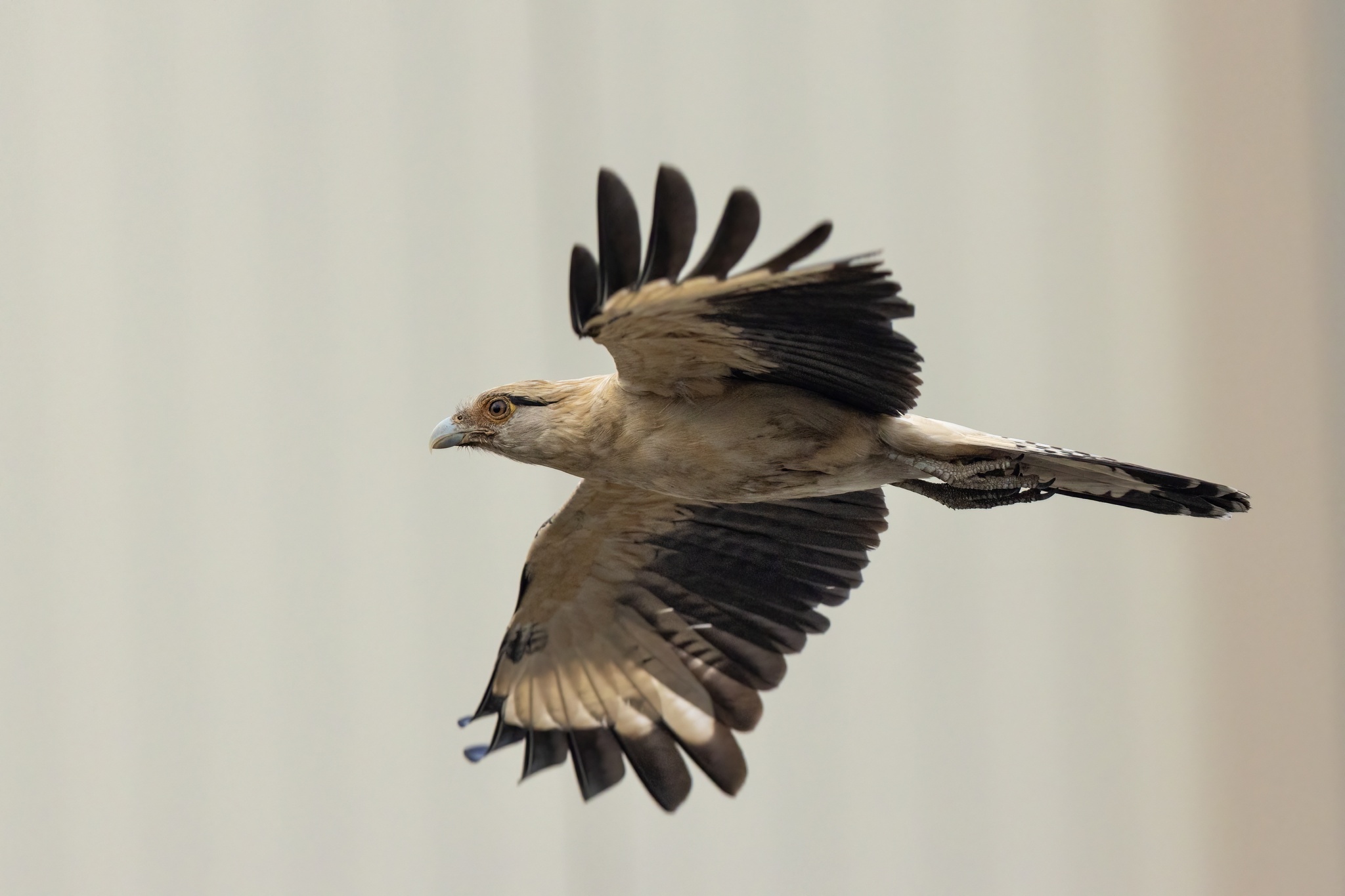 Yellow-headed Caracara illustration