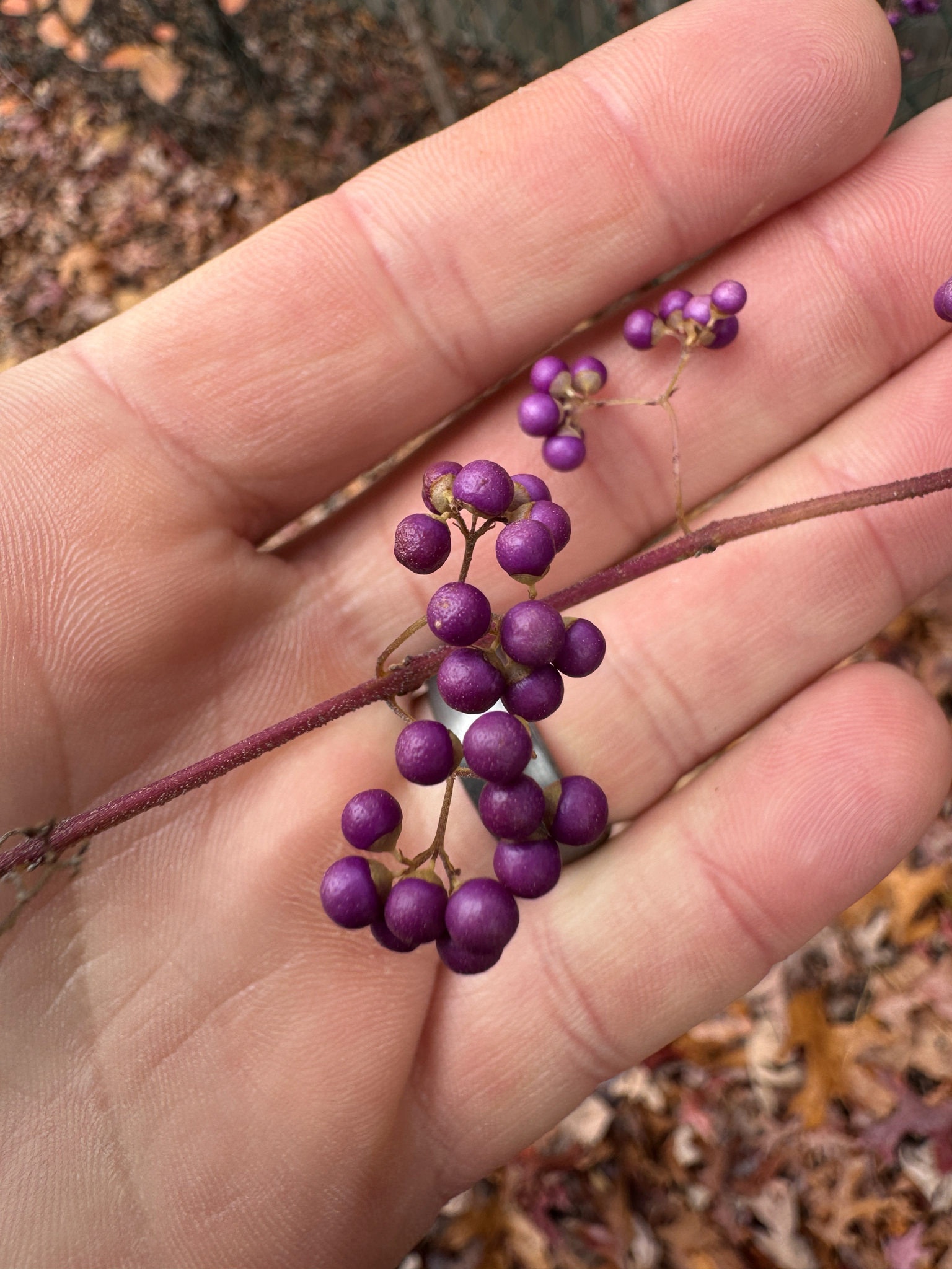 Purple Beautyberry (Callicarpa dichotoma)