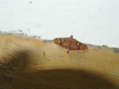 Ischnurges gratiosalis