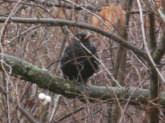 Turdus merula