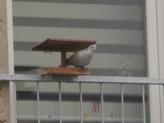 Streptopelia decaocto