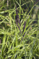 Carex sadoensis