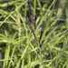 Carex Sect. Forficulae - Photo (c) Svetlana Nesterova, some rights reserved (CC BY-NC), uploaded by Svetlana Nesterova