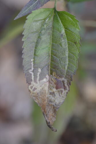 Unknown species found near 8305 Camp Durant Rd, Raleigh, NC 27614