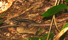 Zonosaurus madagascariensis