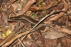 Zonosaurus madagascariensis