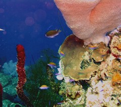 Chromis insolata