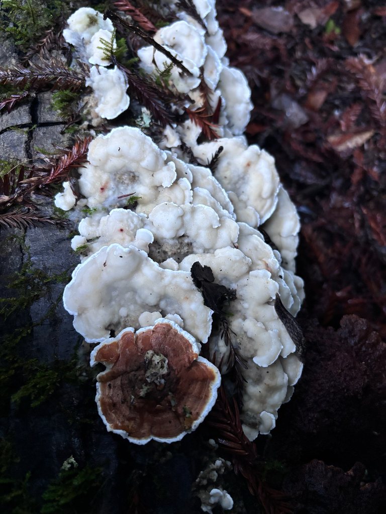 Gloeoporus dichrous · November 2025 · photo: © reago (iNaturalist, cc-by)