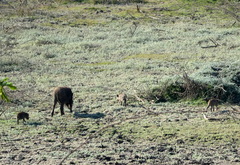 Sus scrofa cristatus