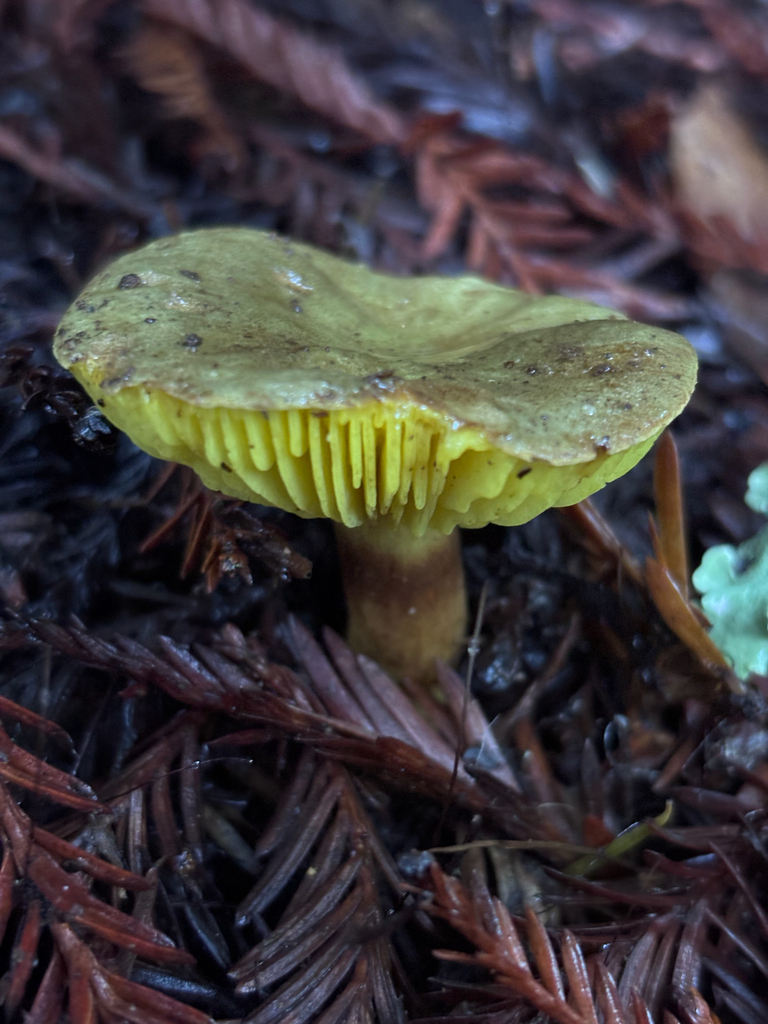 Phylloporus arenicola · November 2025 · photo: © reago (iNaturalist, cc-by)