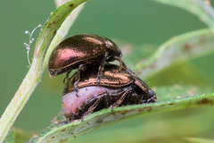 Chrysolina aurichalcea