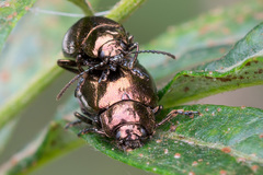 Chrysolina aurichalcea