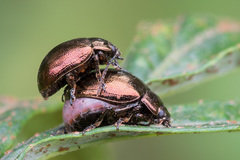 Chrysolina aurichalcea