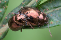 Chrysolina aurichalcea