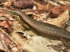 Trachylepis comorensis