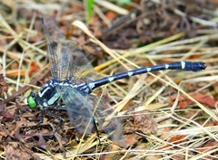 Sieboldius albardae