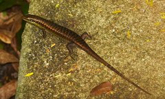 Trachylepis comorensis